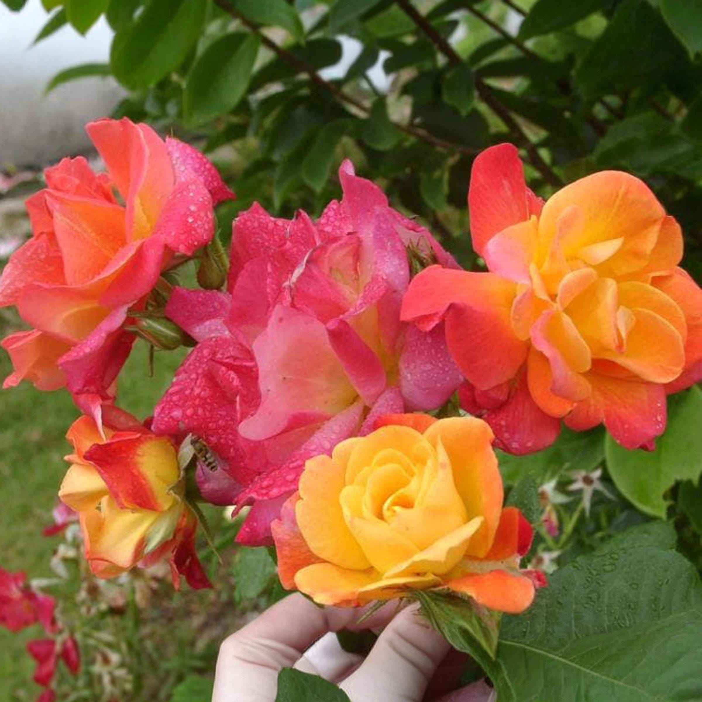 Joseph's Coat Rose 1.5 Gal Plant Potted | Fragrant Climbing Rose