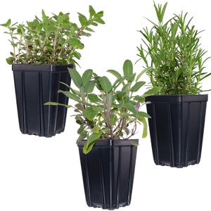 Herb Plant Collection | Quart Pots Contains Oregano, Sage & Rosemary - Great Gift Non-GMO Naturally Grown | Grow Inside or Out!