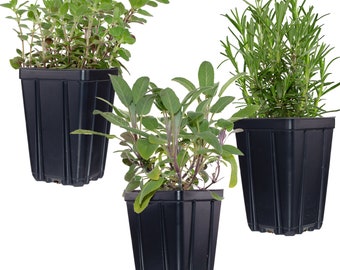 Herb Plant Collection | Quart Pots Contains Oregano, Sage & Rosemary - Great Gift Non-GMO Naturally Grown | Grow Inside or Out!