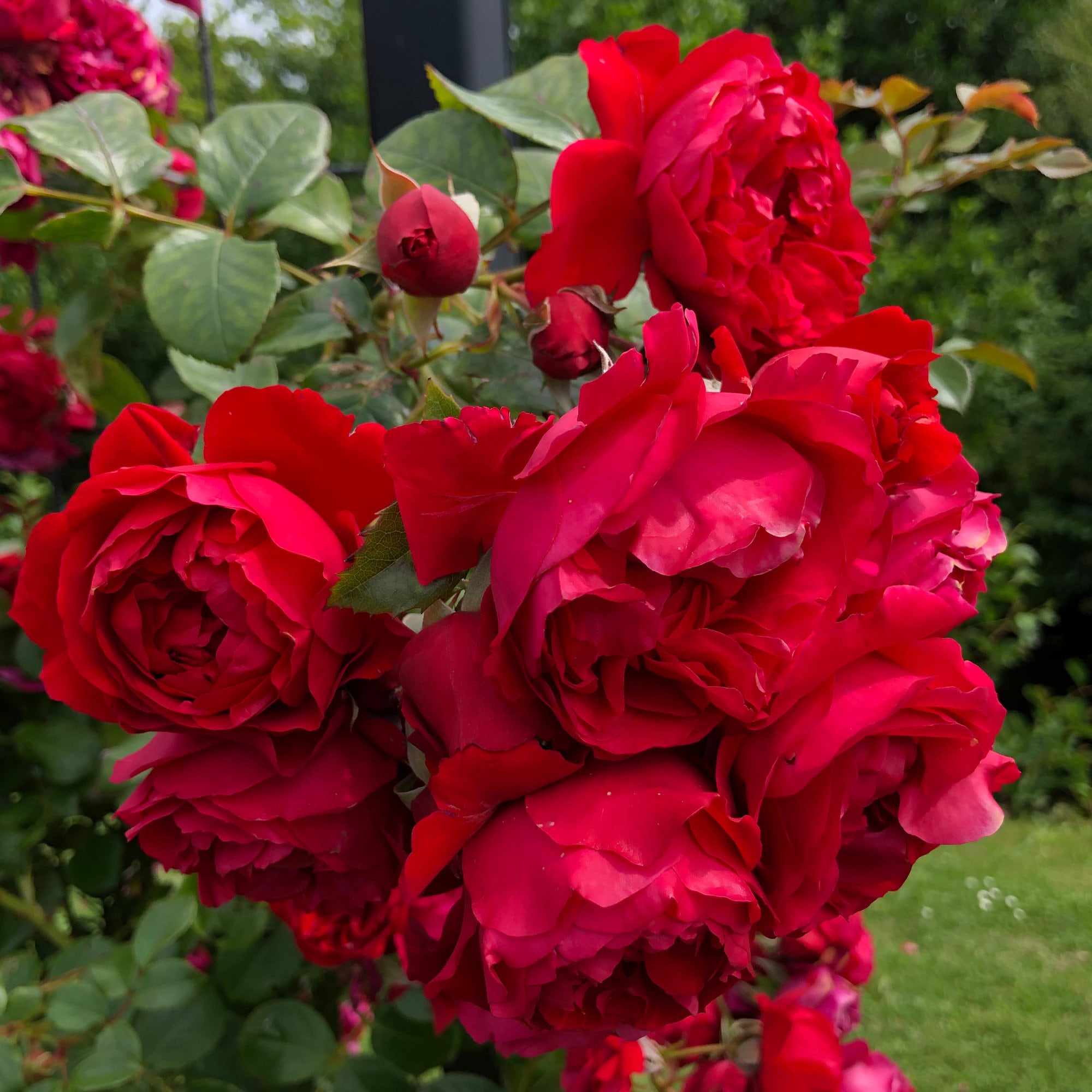 Florentina Climbing Rose Plant 1.5 Gallon Potted | Non-stop Red