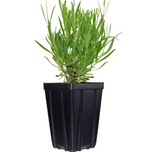 Puede incluir: Una planta de lavanda en maceta con hojas verdes en una maceta de pl&aacute;stico negra. La planta mide aproximadamente 25 cm de altura.