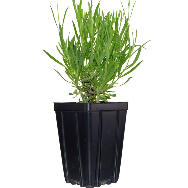 Puede incluir: Una planta de lavanda en maceta con hojas verdes en una maceta de pl&aacute;stico negra. La planta mide aproximadamente 25 cm de altura.