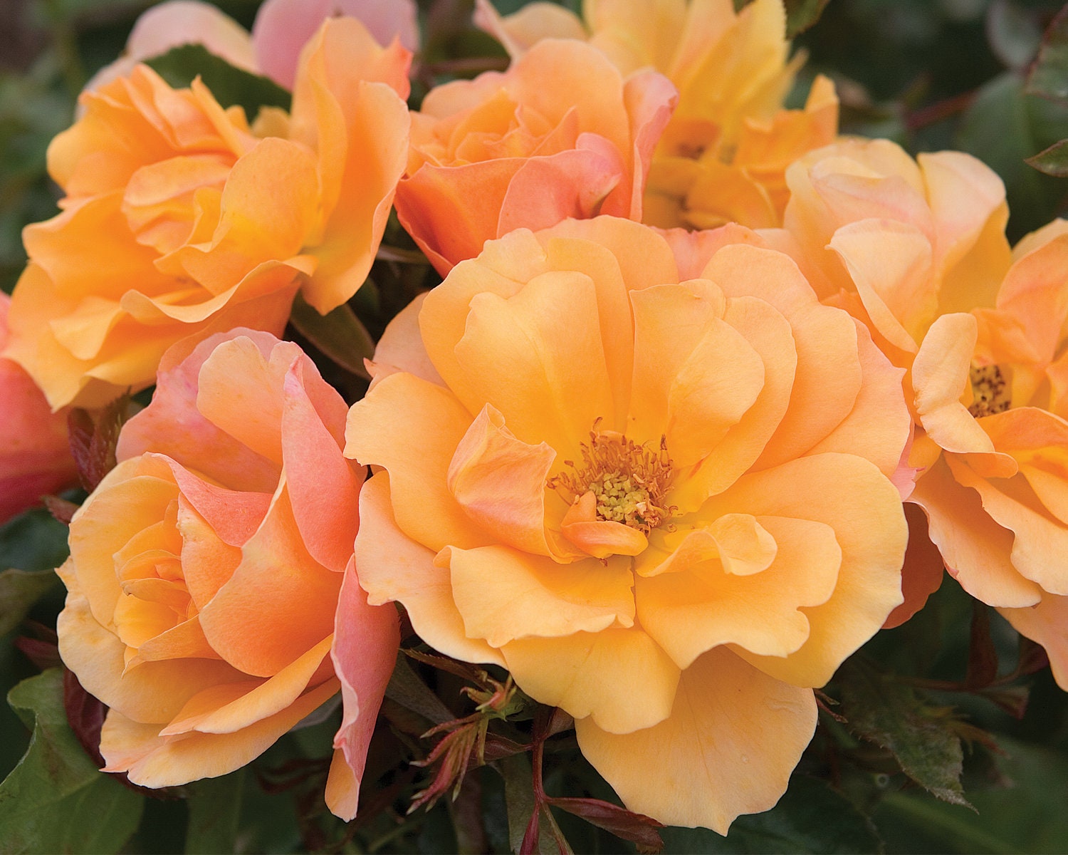 Tequila Rose Plant Potted Apricot Flowers All Summer Long