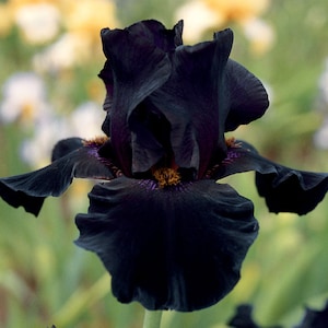 Old Black Magic Iris Plant Quart Pot  | Fragrant Black Flowers Tall Bearded Iris Perennial - Easy To Grow Perennial Ready To Plant