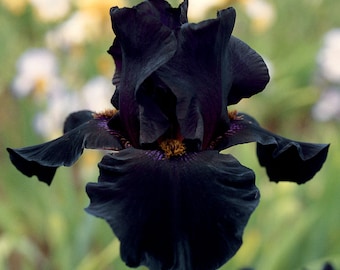 Old Black Magic Iris Plant Quart Pot  | Fragrant Black Flowers Tall Bearded Iris Perennial - Easy To Grow Perennial Ready To Plant