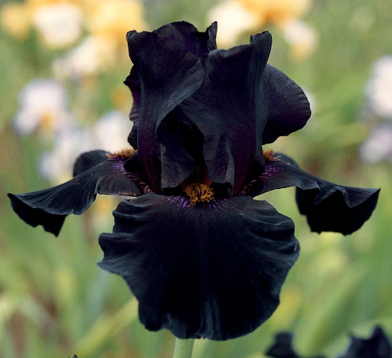 Old Black Magic Iris Plant Quart Pot Fragrant Black Flowers Tall Bearded  Iris Perennial Easy to Grow Perennial Ready to Plant 