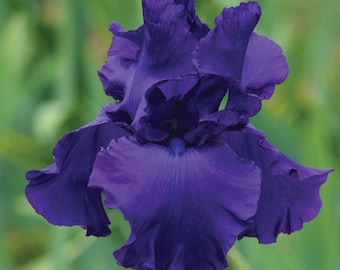 Dark Purple Bearded Iris: Titans Glory - Easy Grow Perennial. Quart Pot