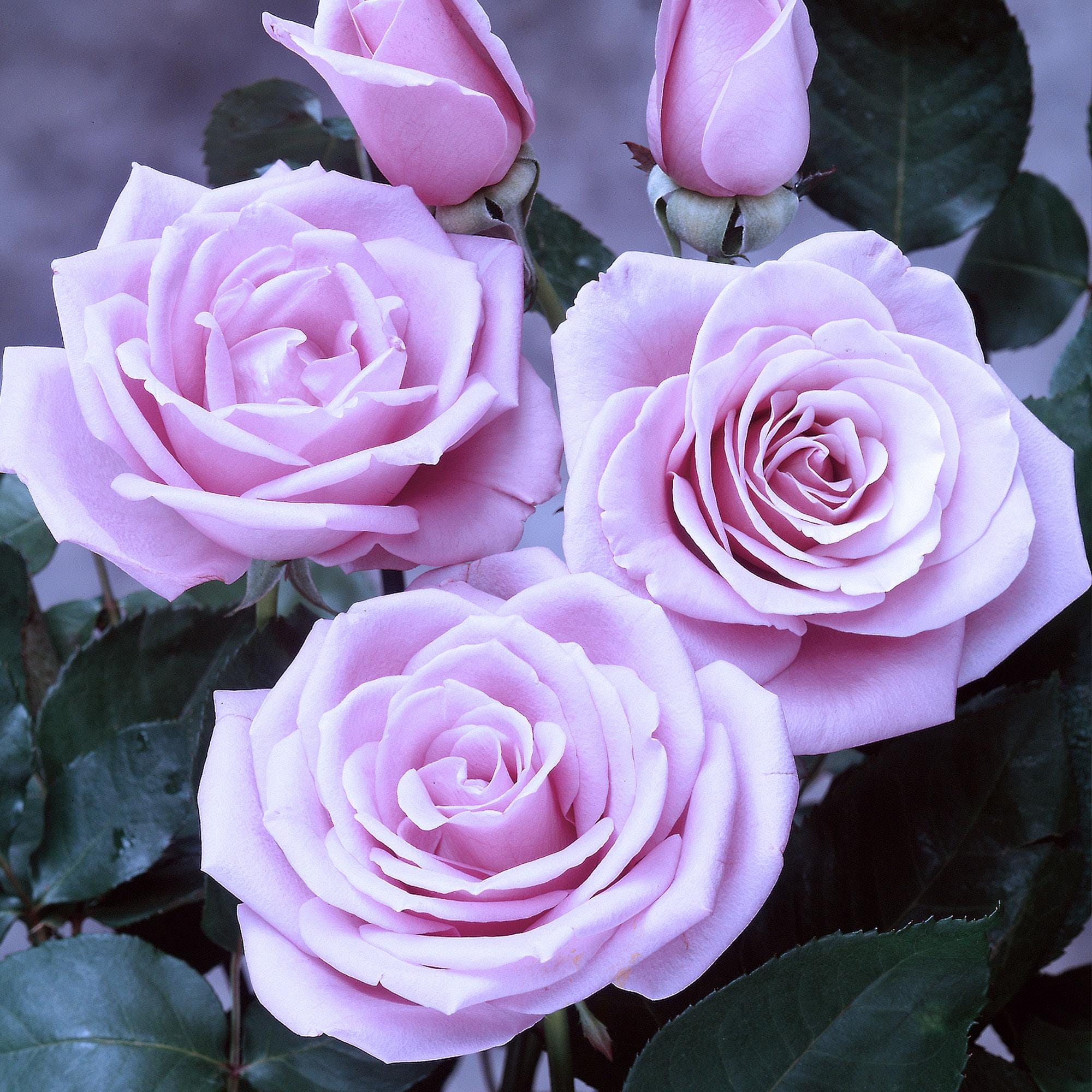 Sterling Silver Rose 1.5 Gal Plant Potted Fragrant Lavender