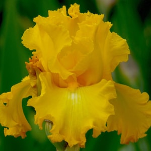 May include: A vibrant yellow iris flower with ruffled petals. The flower has a white center and is in full bloom.