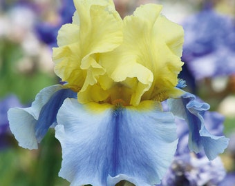 Puede incluir: Primer plano de una vibrante flor de iris. Los pétalos superiores son de un amarillo suave, mientras que los pétalos inferiores transicionan de azul claro a un azul profundo en el centro. Los bordes rizados y los intrincados detalles de la flor son claramente visibles.