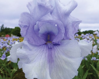 Catch Your Breath Iris Plant Quart Pot  | Lilac Wisteria Blue Flowers Tall Bearded Iris - Easy To Grow Perennial Ready To Plant