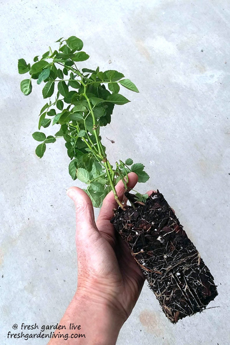 Petals Princess Charlene De Monaco U00ae Rose Plant Potted Very Fragrant Pink Flowers Own Root 100