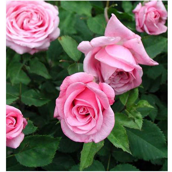 Belinda's Dream Rose Plant Potted | Citrus Fragrance Pink Flowers…
