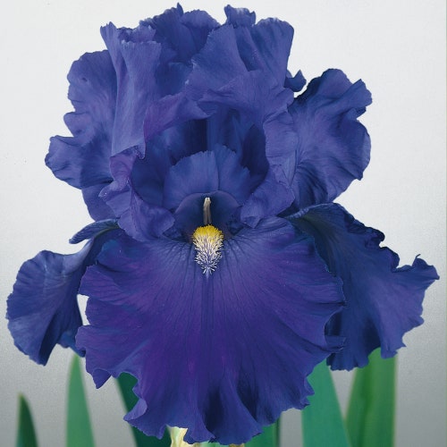 Blue Suede Shoes Iris Plant 5 Pot Reblooming Dusty Etsy