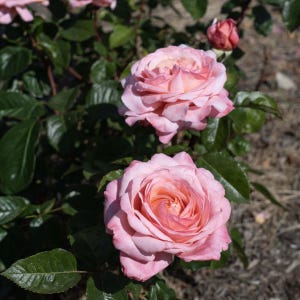 May include: Close-up of two fully bloomed pink roses with a hint of peach in the center. The roses are surrounded by dark green leaves and a few unopened buds. The image is taken in natural sunlight.