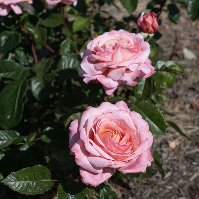 May include: Close-up of two fully bloomed pink roses with a hint of peach in the center. The roses are surrounded by dark green leaves and a few unopened buds. The image is taken in natural sunlight.
