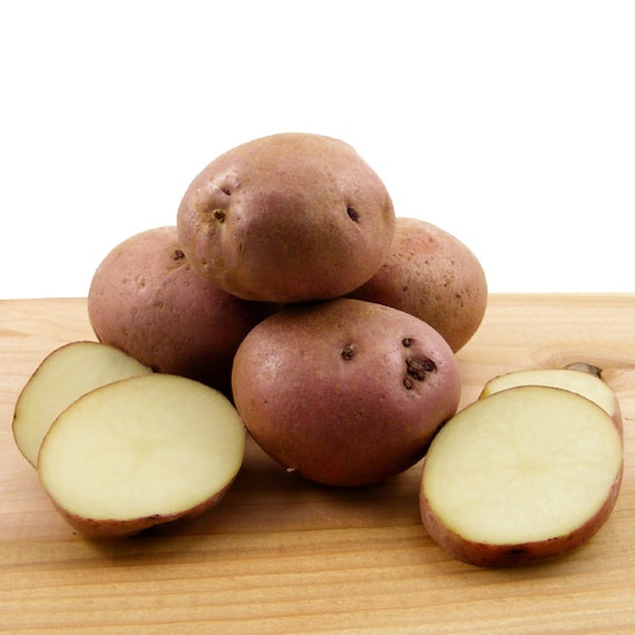 Sangre Seed Potatoes 5 Lbs. Certified Organic Delicious Red Etsy