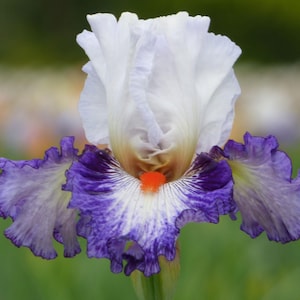 May include: A close-up of a vibrant iris flower. The flower features large, ruffled white petals at the top, transitioning to a light brown center. The lower petals are a mix of white and purple with a speckled pattern, and a small orange detail.