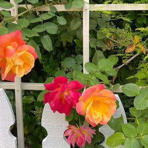 Joseph's Coat Rose Plant 1.5 Gallon Potted Fragrant Climbing Rose Own Root Orange, Apricot, Pink Flowers Shipping Now image 2