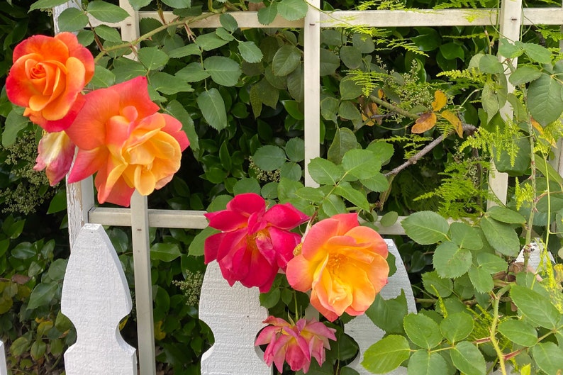 Joseph's Coat Rose Plant 1.5 Gallon Potted Fragrant Climbing Rose Own Root Orange, Apricot, Pink Flowers Shipping Now image 2