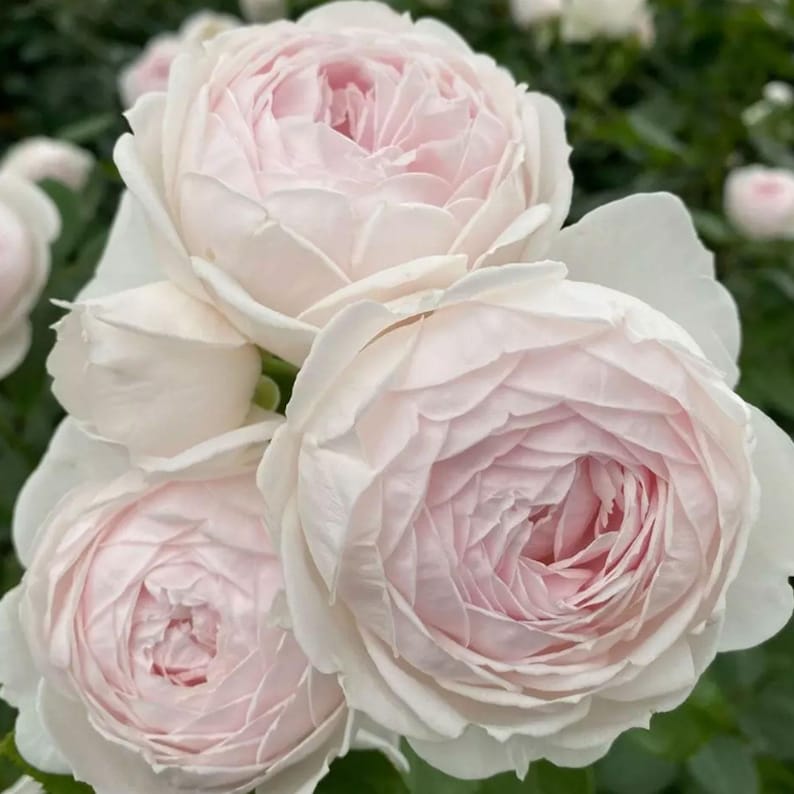 Kordes Earth Angel Rose - Thumbnail 5