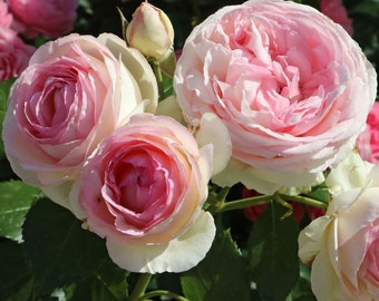 Eden Climbing Rose Plant 1.5 Gallon Potted Own-Root | 40+ Petals Pink Fragrant Flowers - Most Popular Climber!