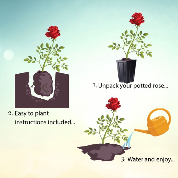 Container Gardening: How to Grow Flowers in Pots (2024)
