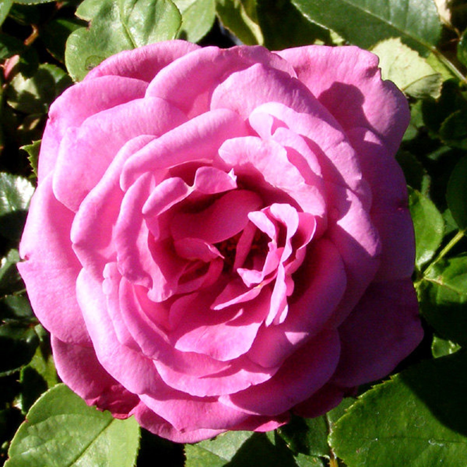 Heirloom Rose Plant Potted Hybrid Tea Fragrant Lavender Etsy