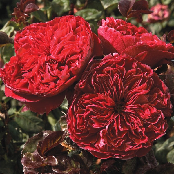 Rouge Royal Rose Plant 1.5 Gallon Potted - Very Fragrant Red Flowers 80+ Petals - Heavy Rebloomer- Shipping Now