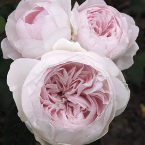 Earth Angel Rose, Fragrant Blush Pink Peony Blooms, Kordes Floribunda Live Plant Own Root (1.5 Gal)