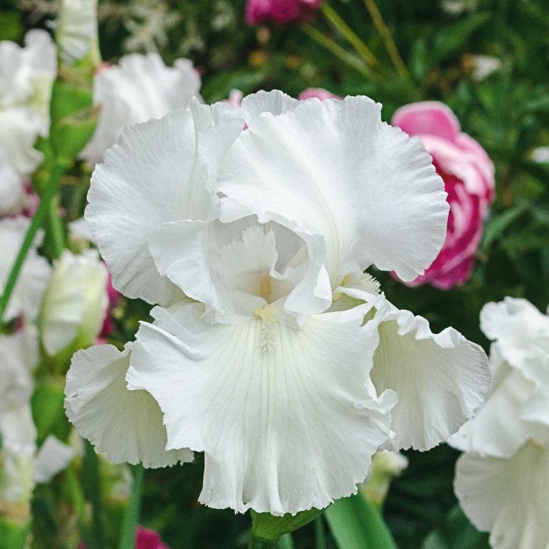 Fresh Garden Living Immortality Iris Plant