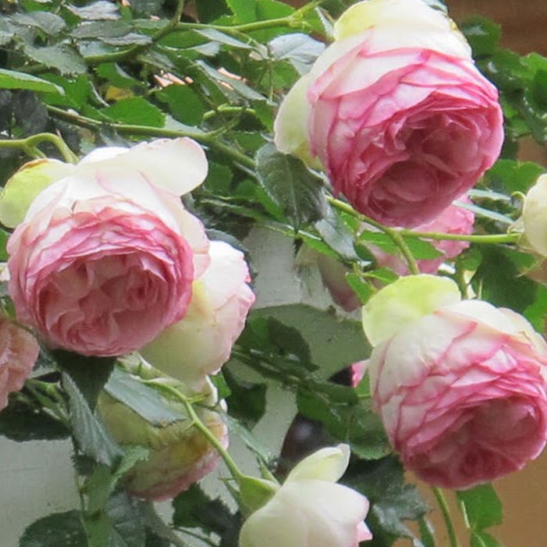 Eden Climbing Rose Plant Potted 40 Petals Pink Fragrant Etsy