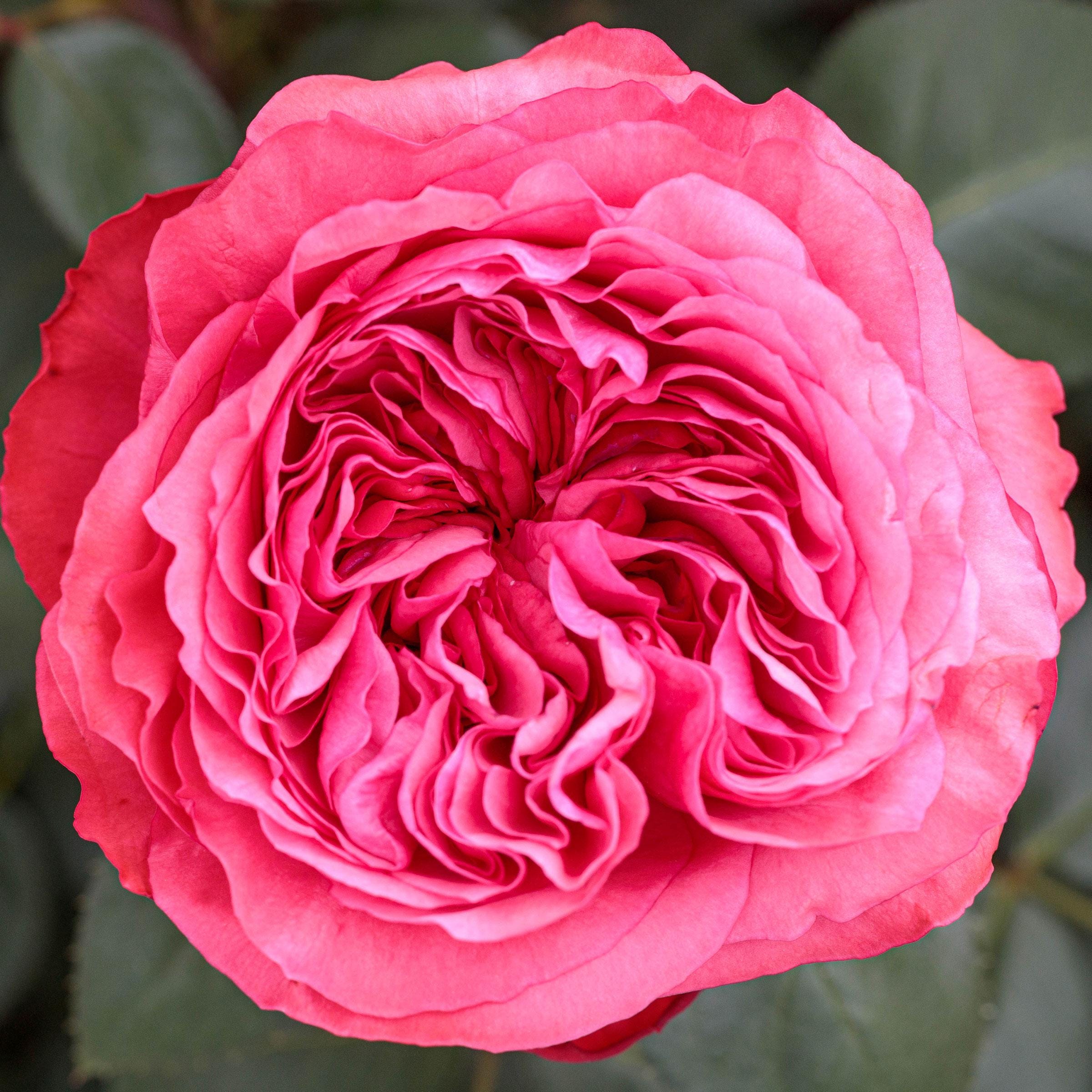 Loves Me Loves Me Not Rose Plant 1.5 Gallon Potted Own Root - Fragrant Pink Flowers Hybrid Tea - Heavy Rebloomer - 200+ Petals per Bloom!