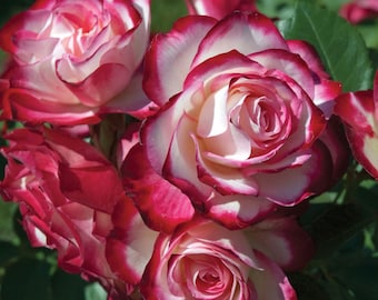 Cherry Parfait Rose 1.5 Gal Plant Potted Fragrant Red Flowers- Repeat Blooming Grandiflora  - Own Root