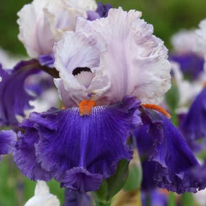 May include: Close-up of a vibrant iris flower with layered petals. The flower features a mix of colors, including deep purple, light lavender, and white. The petals have a ruffled texture, and the center has a touch of orange.