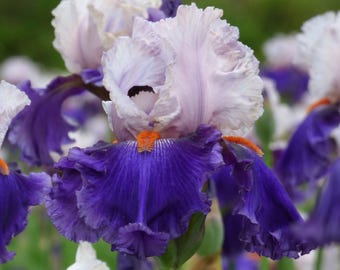 Fragrant Lavender Pink & White Iris Plant - You Grow Girl Variety Quart Pot  | Tall Bearded Iris
