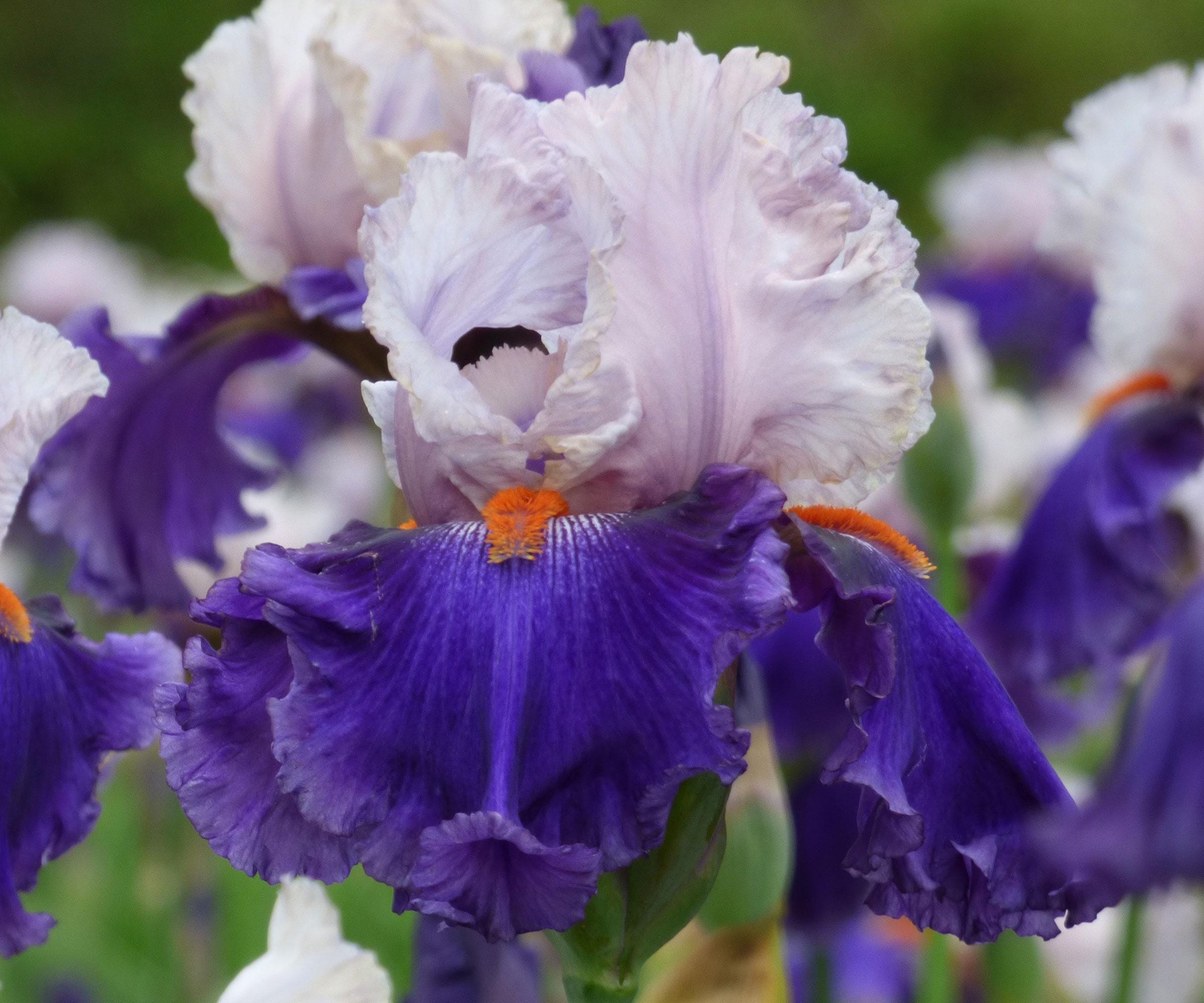 Fragrant Lavender Pink & White Iris Plant - You Grow Girl Variety
