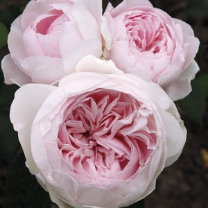 Earth Angel parfuma rose plante 1,5 gallons en pot - fleurs blanches roses blush très parfumées - fleurs en forme de pivoine - expédition maintenant