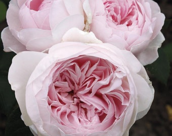 Earth Angel Parfuma Rose Plant 1.5 Gallon Potted - Very Fragrant Blush Pink White Flowers - Peony Shaped Blooms - Shipping Now