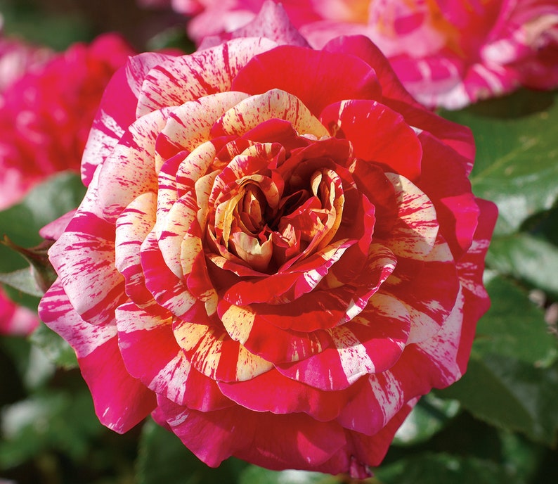 Роза циркус флорибунда фото и описание All American Magic Rose Plant Potted Fragrant Striped Etsy