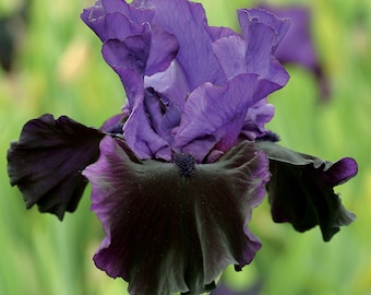 Midnight Treat Iris Plant Quart Pot  | Bitone Purple Black Flowers Bearded Iris Perennial - Easy To Grow Perennial Ready To Plant