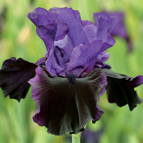 Midnight Treat Iris Plant Quart Pot  | Bitone Purple Black Flowers Bearded Iris Perennial - Easy To Grow Perennial Ready To Plant