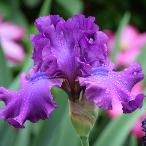 May include: A close-up of a vibrant purple iris flower with water droplets on its petals. The flower has ruffled petals with a touch of blue near the center. Green leaves and other flowers are in the blurred background.