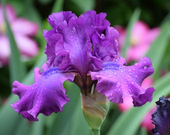 Swingtown Iris Quart Pot | Fragrant Hot Purple Violet Flowers Tall Perennial Bearded Iris - Easy To Grow