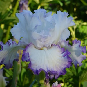 Center Ice Iris Plant Quart Pot | White Flowers with Purple Banding Bearded Iris Perennial Plant - Easy To Grow Shipping Now
