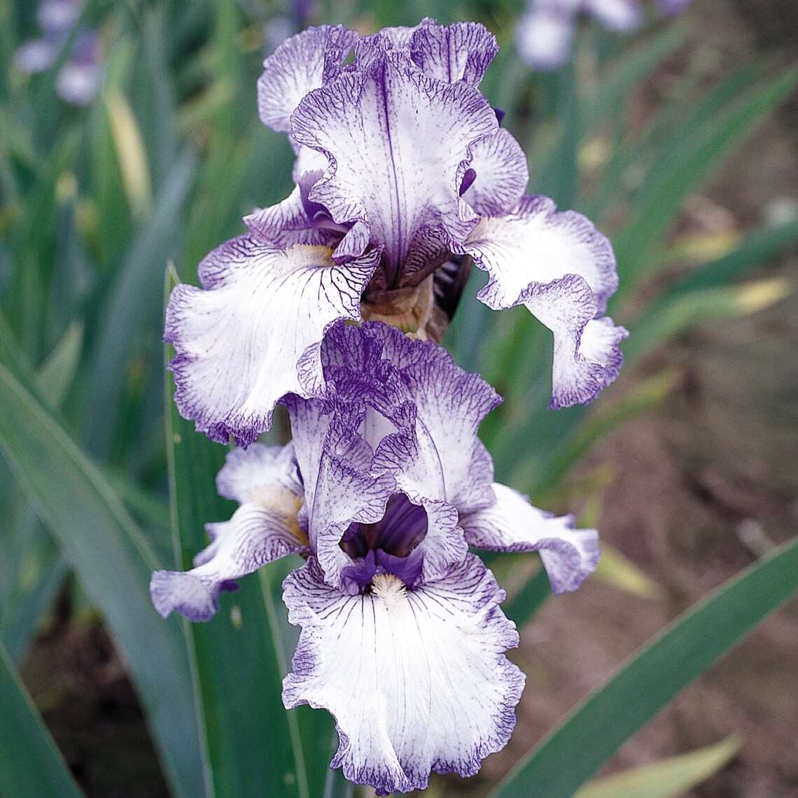 Earl of Essex Iris Plant 5 Pot Reblooming Wisteria | Etsy