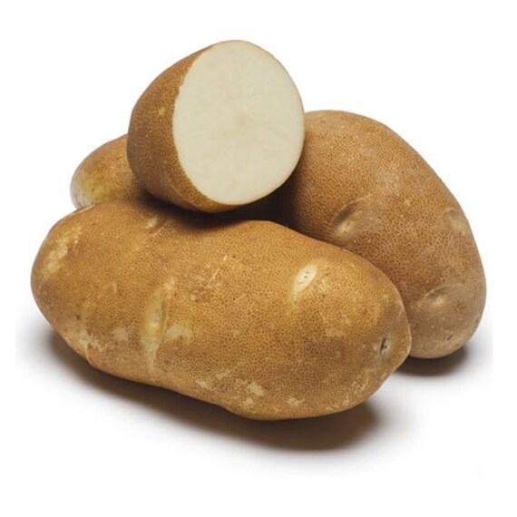 Pomme de terre Russet Burbank Russet semences de pommes de Etsy