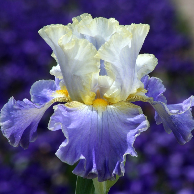 Gilt Edged Bond Iris Bulb Fragrant Lavender White Flowers Etsy