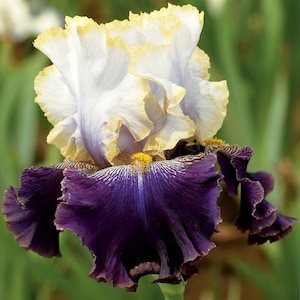 Slovak Prince Iris Plant Quart Pot | Fragrant Gold White and Purple Flowers Tall Bearded Iris Perennial Plant  - Easy To Grow Shipping Now
