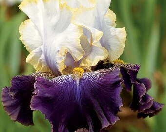 Slovak Prince Iris Plant Quart Pot | Fragrant Gold White and Purple Flowers Tall Bearded Iris Perennial Plant  - Easy To Grow